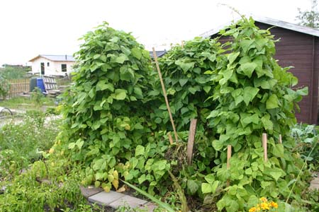 IMG_1809